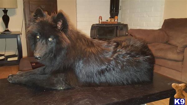 azwolfdogs Picture 3